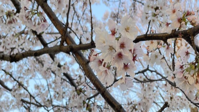 北九州 桜を嫁と愛犬と一緒に見に行く花見デート 小倉南区 ぐりぐりの日報です